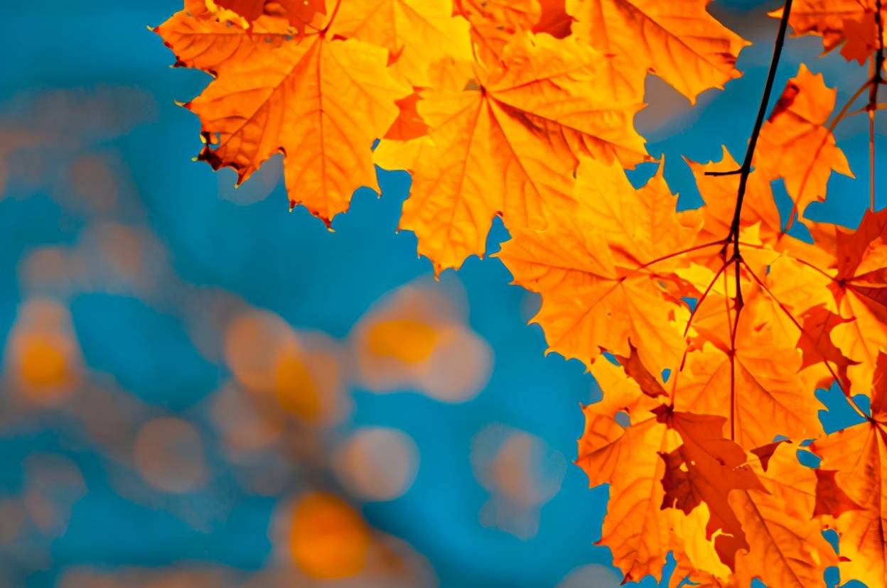 秋在梧桐落叶中十首有关梧桐的古诗词感受梧桐叶上的秋意