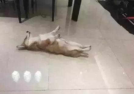 方法|宠主出差柯基死皮赖脸要跟着去，被宠主拒绝之后这报复有点幽默了