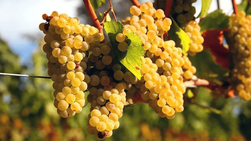 【品种指北】霞多丽的正确打开姿势_酿造