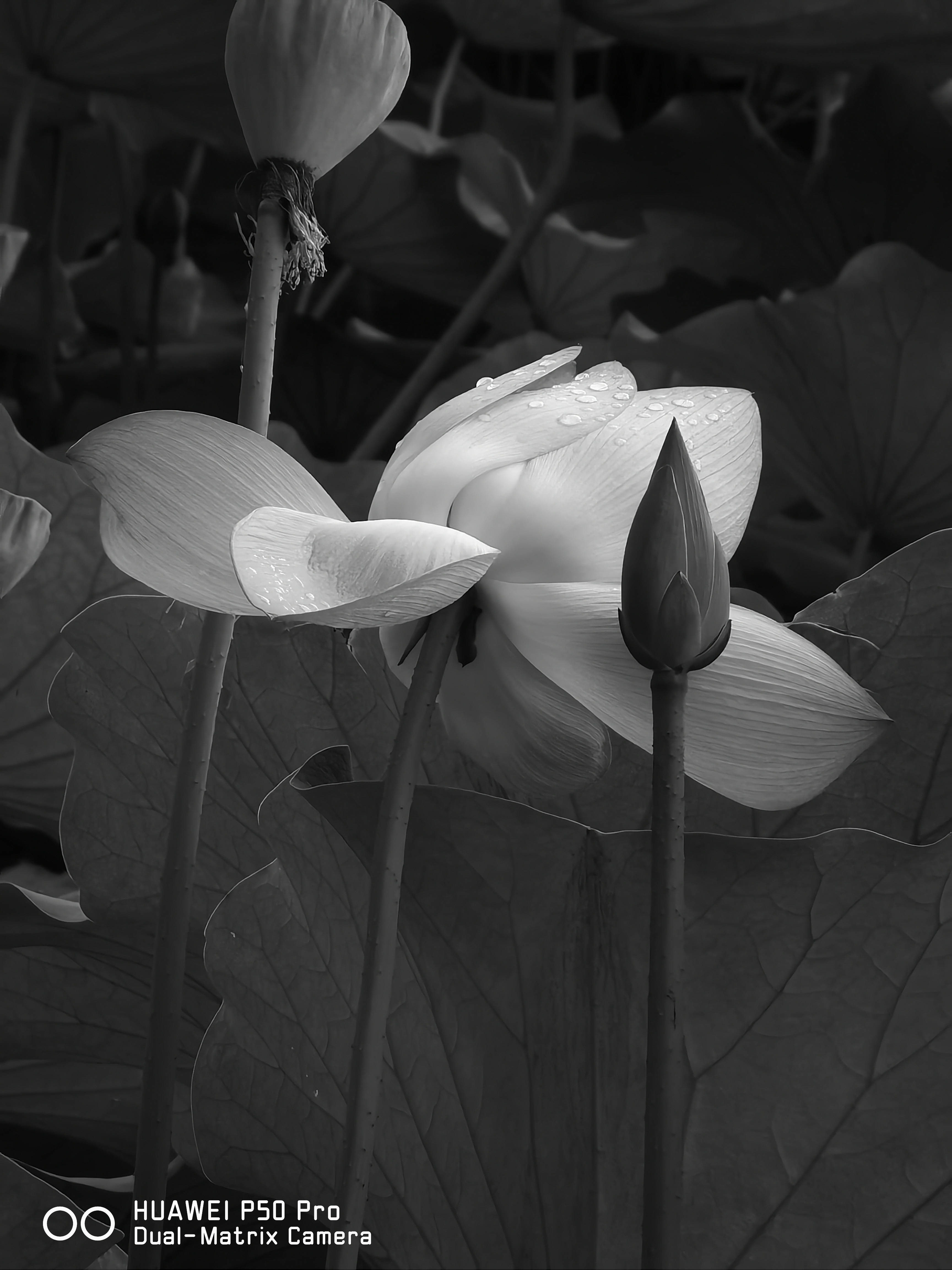 影像|拍了2000张照片，来看今年的影像旗舰华为P50 Pro的拍照能力有多强?