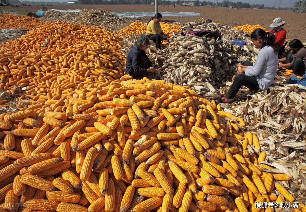 山东|2021年9月2日玉米市场动态: 业内“大盘整”!已破2700!