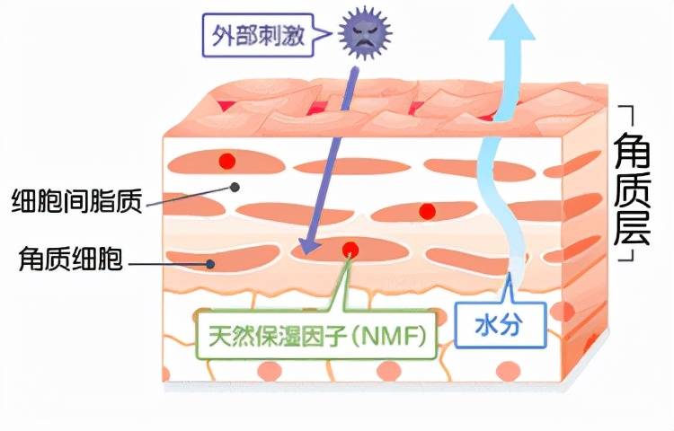 方法|护肤方法不对，笨鸟先飞只会越飞越烂脸