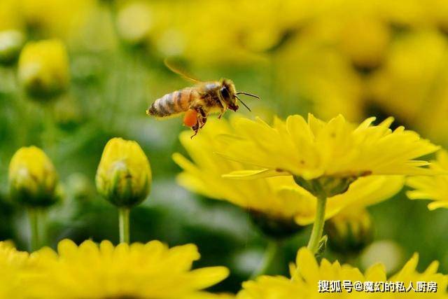             蜜蜂随处可见，为什么联合国说人类正面临蜜蜂危机？