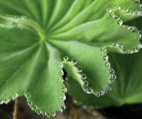 护肤品|拒绝容貌焦虑丨花间堂白松露悦颜鲜肌系列