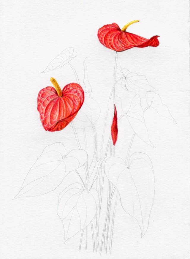 叶子|教你画彩铅花卉红掌