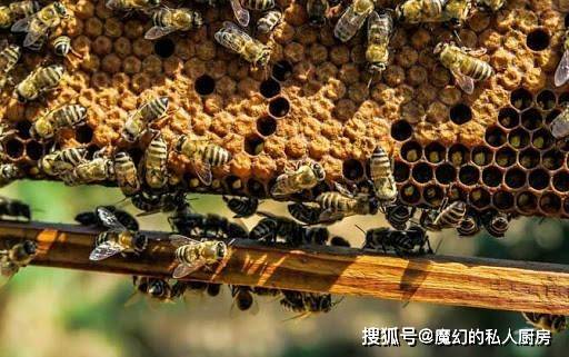 蜜蜂为什么会飞 727e028116384bb0bf4f95adb15110e8.jpeg