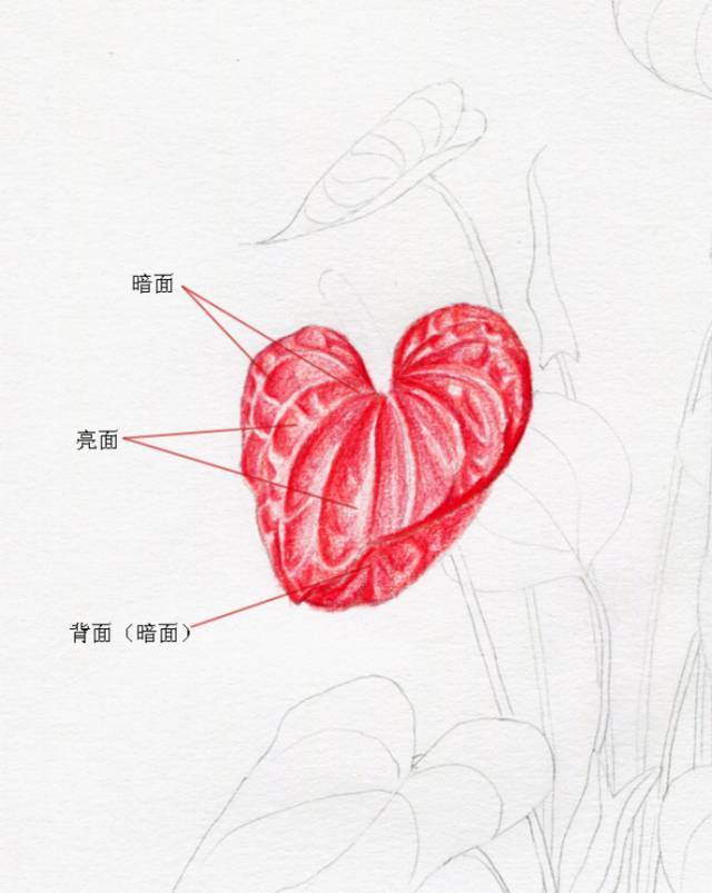 叶子|教你画彩铅花卉红掌