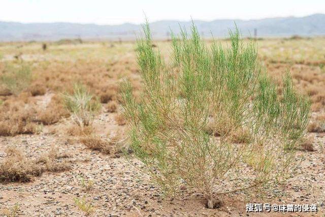 原来梭梭树的作用这么大,怪不得沙漠植树会选择它_种植