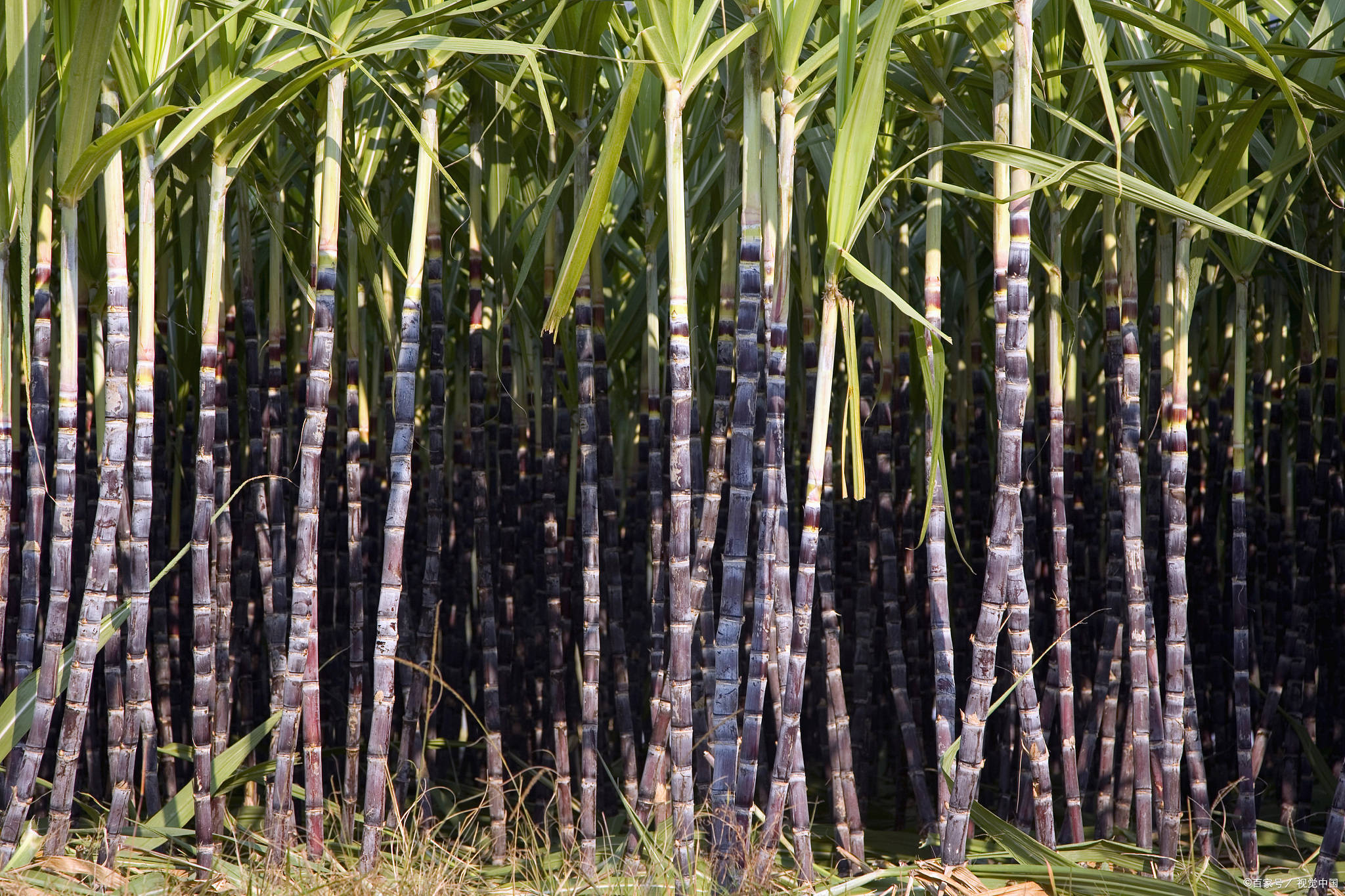 人体|想要肝养好,早餐要吃好!护肝的6类早餐坚持吃,肝更健康