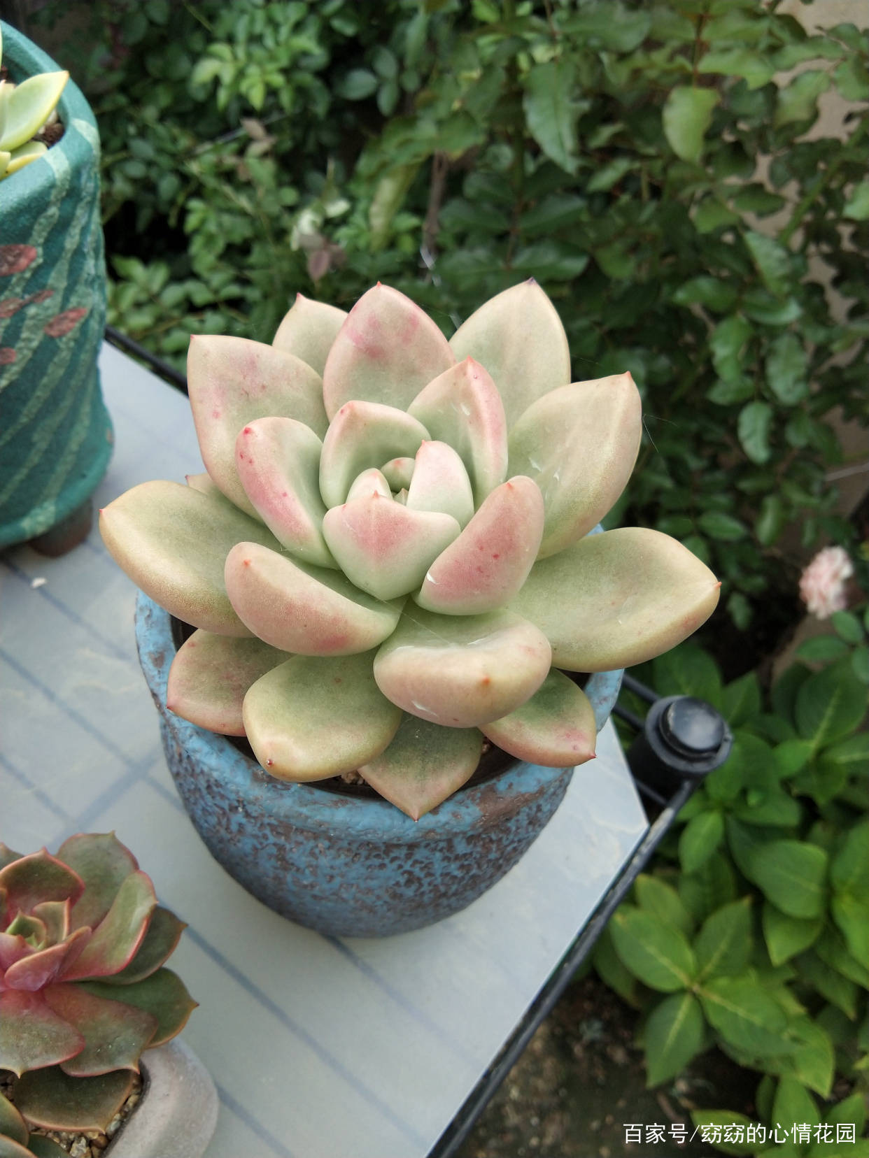 新手多肉怎么种 62d61e81359447e68b37eea1daa7a328.jpeg