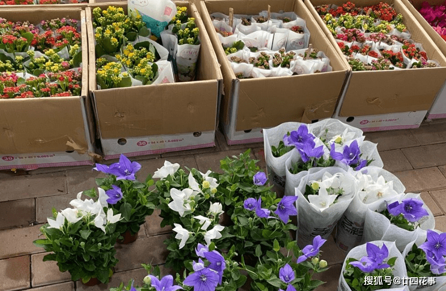 9月逛花市 6种花值得买 花量大花期长 秋冬实现 赏花自由 开花