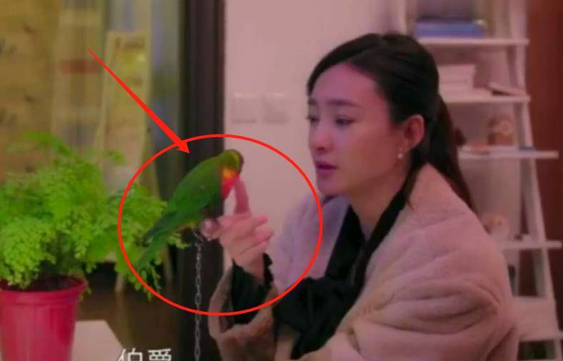 相片|王丽坤晒秋游美照，还拿瓜子喂鹦鹉，网友：想起“伯爵”了