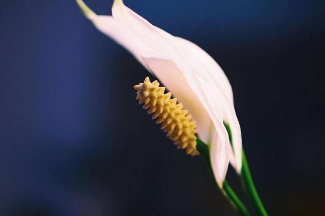 9月5日開始星座愛情運勢 這些星座感情桃花運旺盛找到一生的真愛