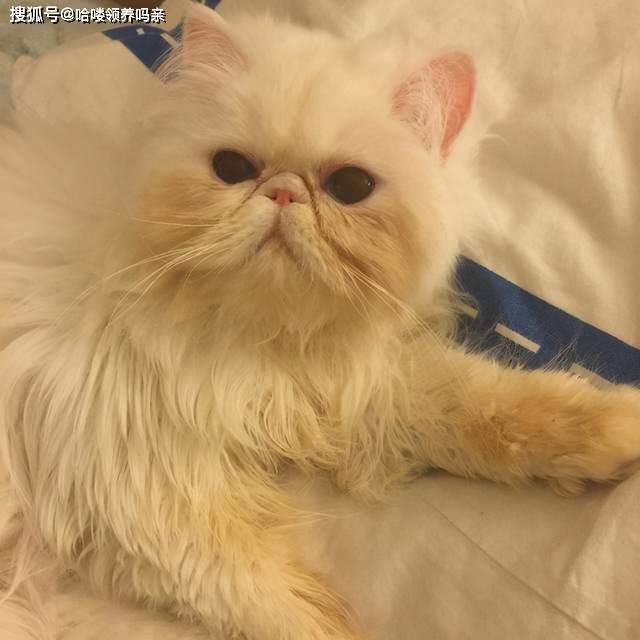 因为|养加菲铲屎官后悔了吗？这种可爱到膨胀的猫咪，为啥养起来这么难