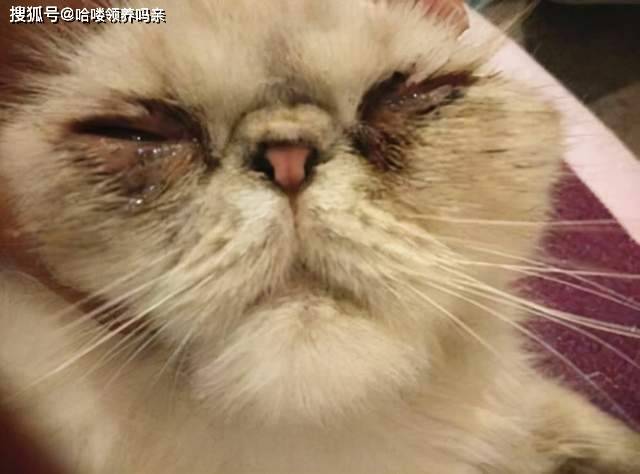 因为|养加菲铲屎官后悔了吗？这种可爱到膨胀的猫咪，为啥养起来这么难