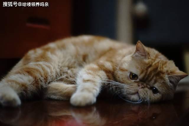 因为|养加菲铲屎官后悔了吗？这种可爱到膨胀的猫咪，为啥养起来这么难