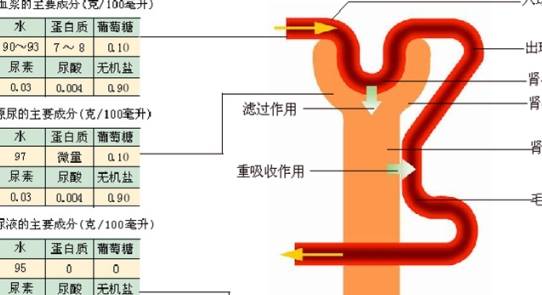 新药|这种“智能化降糖”的糖尿病新药，对心血管极为有利