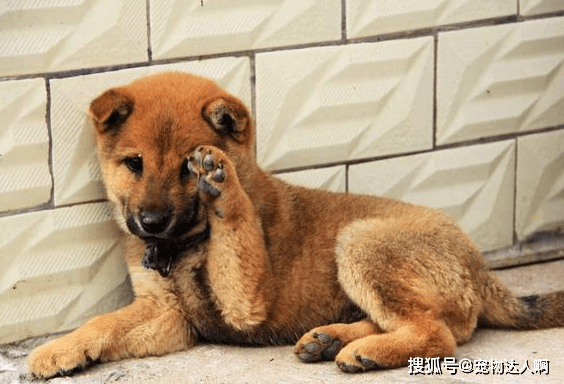 什么|你知道狗最讨厌什么吗？了解狗狗的行为，才能跟它做朋友！