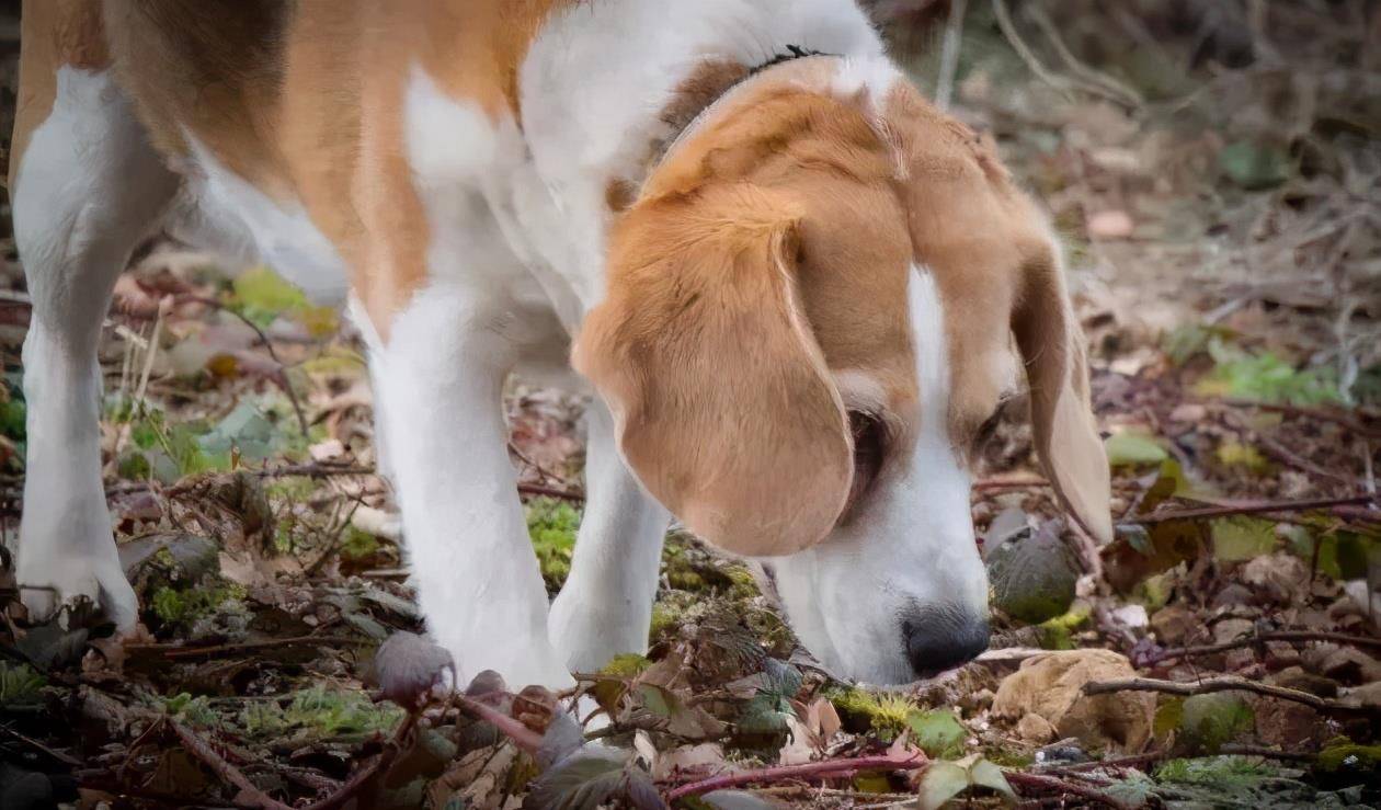 狗狗嗅觉有多强?汪界"福尔摩斯"_气味