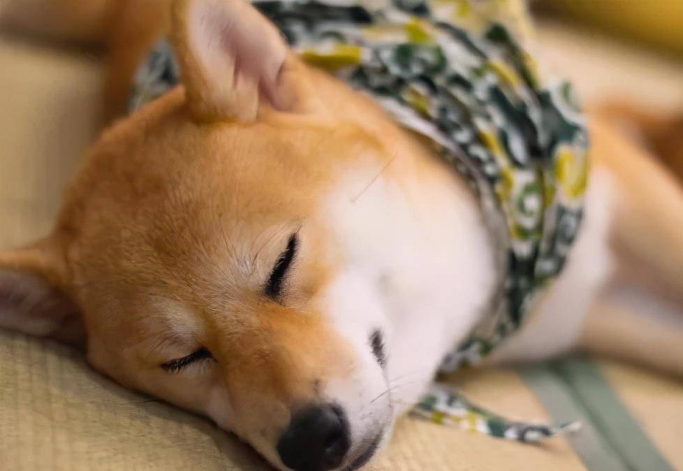 因为|想养一只柴犬？那注意事项你知道嘛？