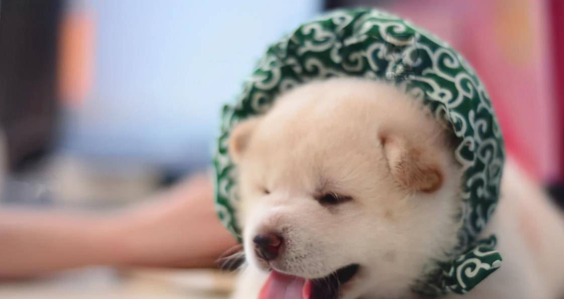 因为|想养一只柴犬？那注意事项你知道嘛？