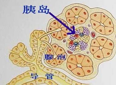 空腹|空腹血糖20，不打针不吃药，后期控制能恢复到正常水平吗？