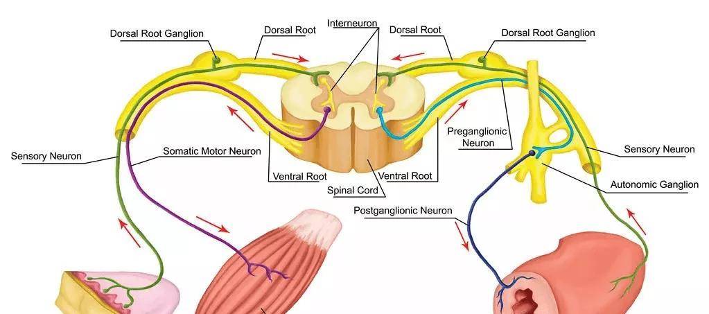 清醒|清醒的渐冻人(运动神经元病)中医是否能解冻?