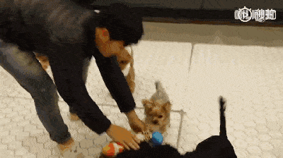 技能|上班族没时间照顾狗狗？狗狗也能上幼儿园啦