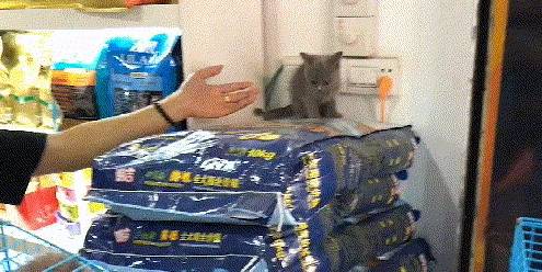 笑声|自从猫咪来了办公室，干活再也不感觉累了，还多了很多笑声