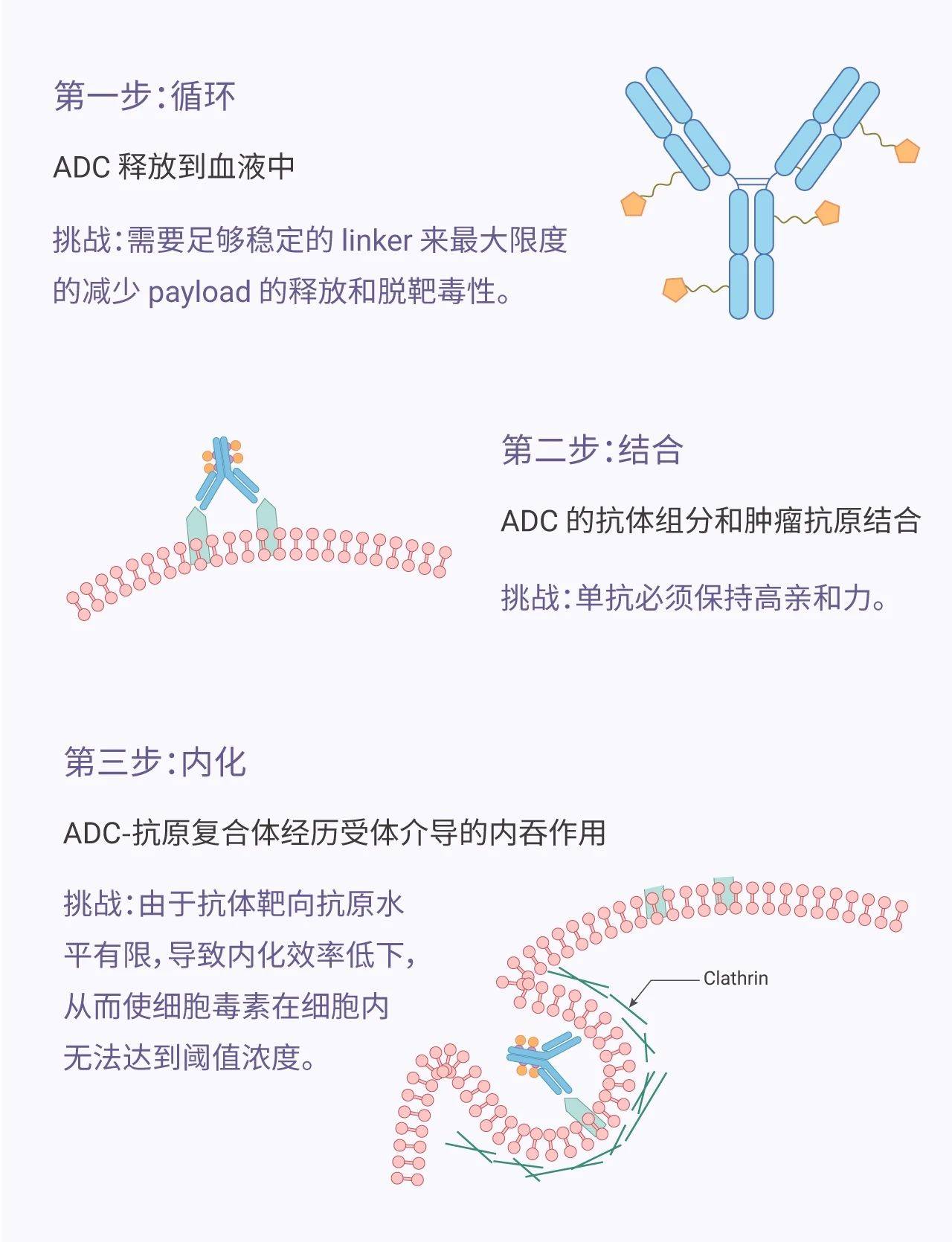 方法|抗体偶联药物 (ADC)——抗肿瘤细胞 | MedChemExpress