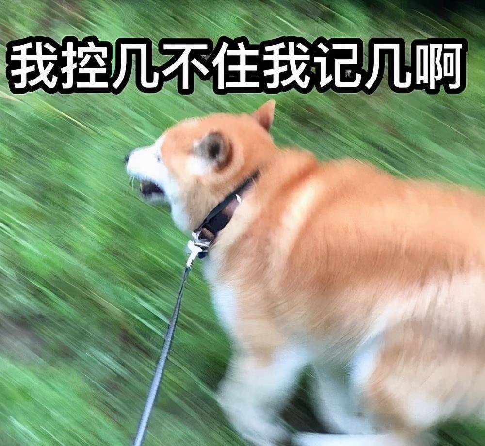 技能|上班族没时间照顾狗狗？狗狗也能上幼儿园啦