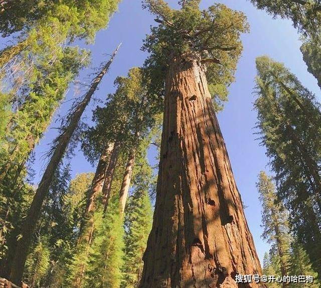 世界上最大的树，高度超80米，树干直径需20人才能围住