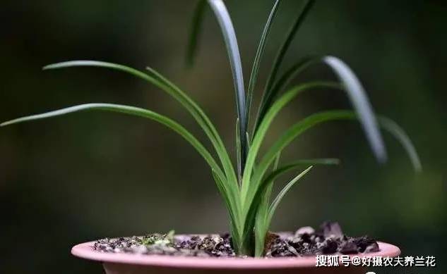 兰花怎么养壮 fac9e45589a1498784f129295cd7699e.jpeg