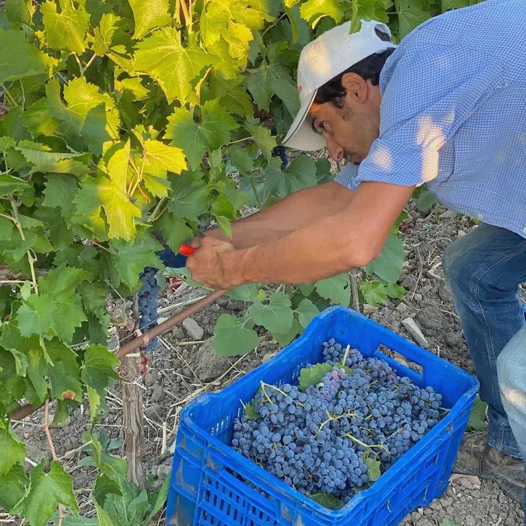 葡萄|为什么选择意大利西西里法定产区?