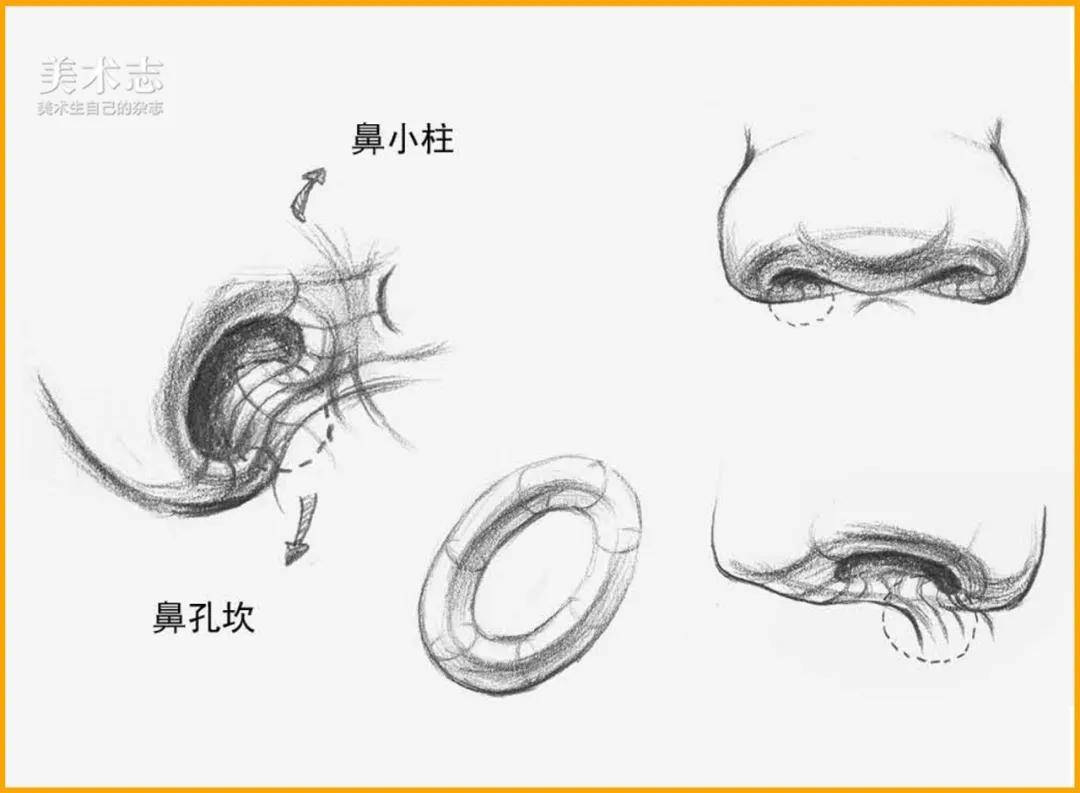 投影|真实的【鼻子】和石膏鼻子有一些区别，在处理上要更加细心 ！