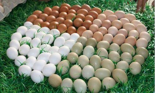 激素鸡蛋危害性 274c9c92ca48437fb7f6e38909eb24db.jpeg