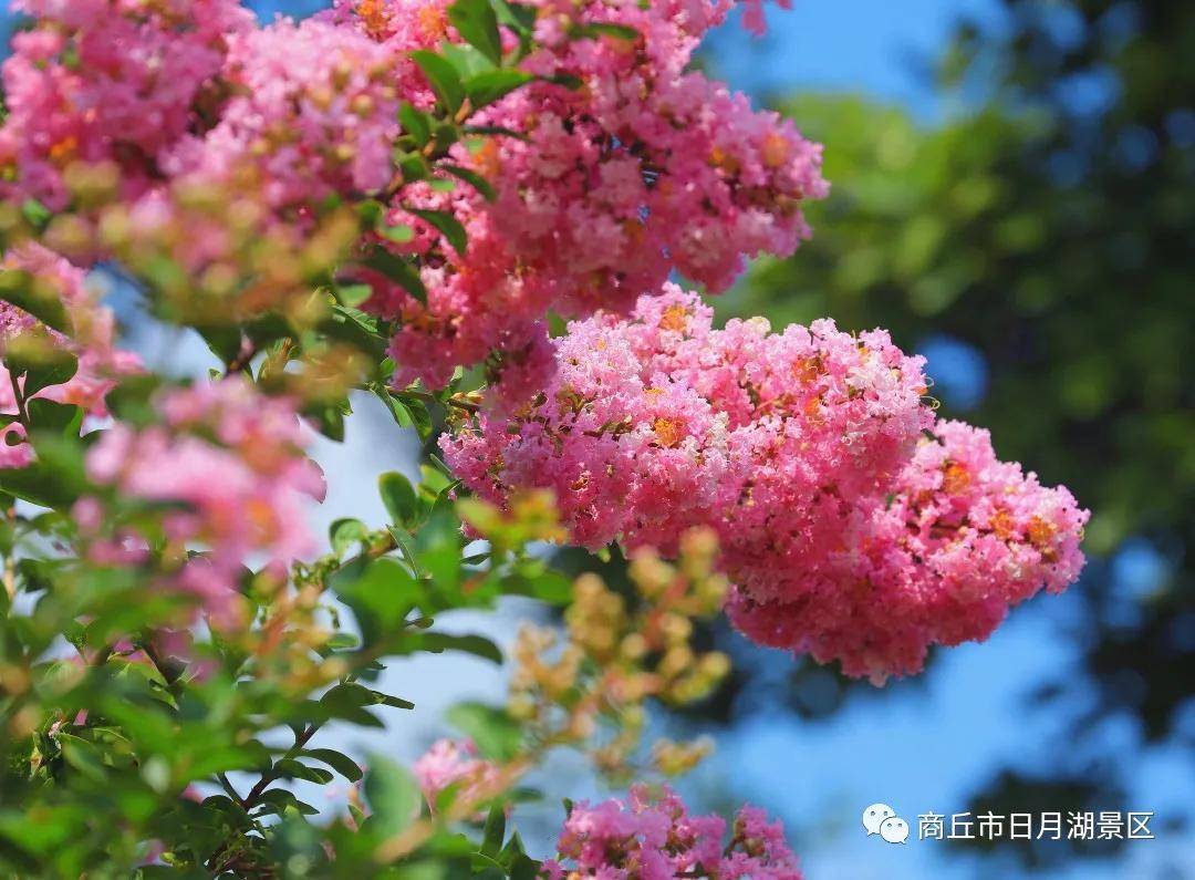 商丘市日月湖景区紫薇花霸屏上线!