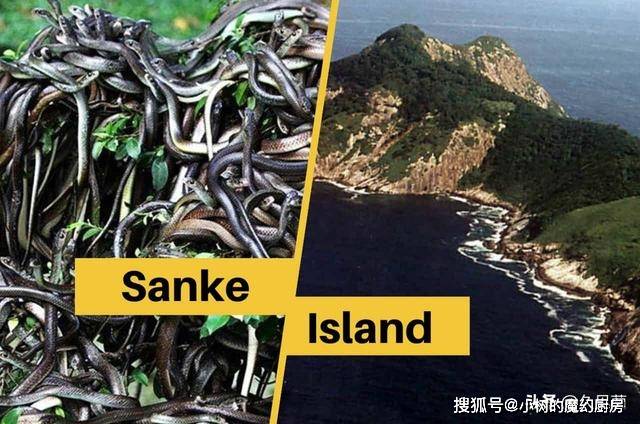 原創大連蛇島也只排全球第四世界最強蛇島每走一步至少遇見一條蛇