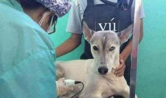 进行|二哈被主人带去剃毛，剃光所有毛发后，主人被狗狗的表情逗笑了