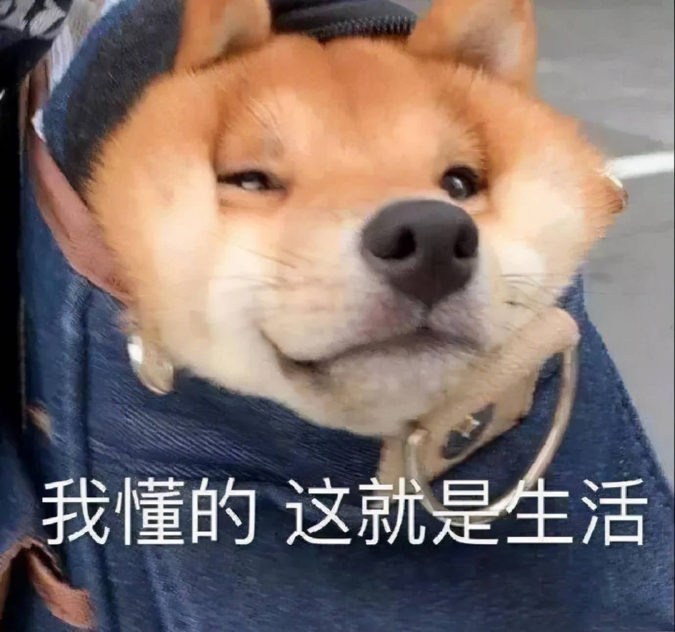 搞笑表情包更新我懂的这就是生活