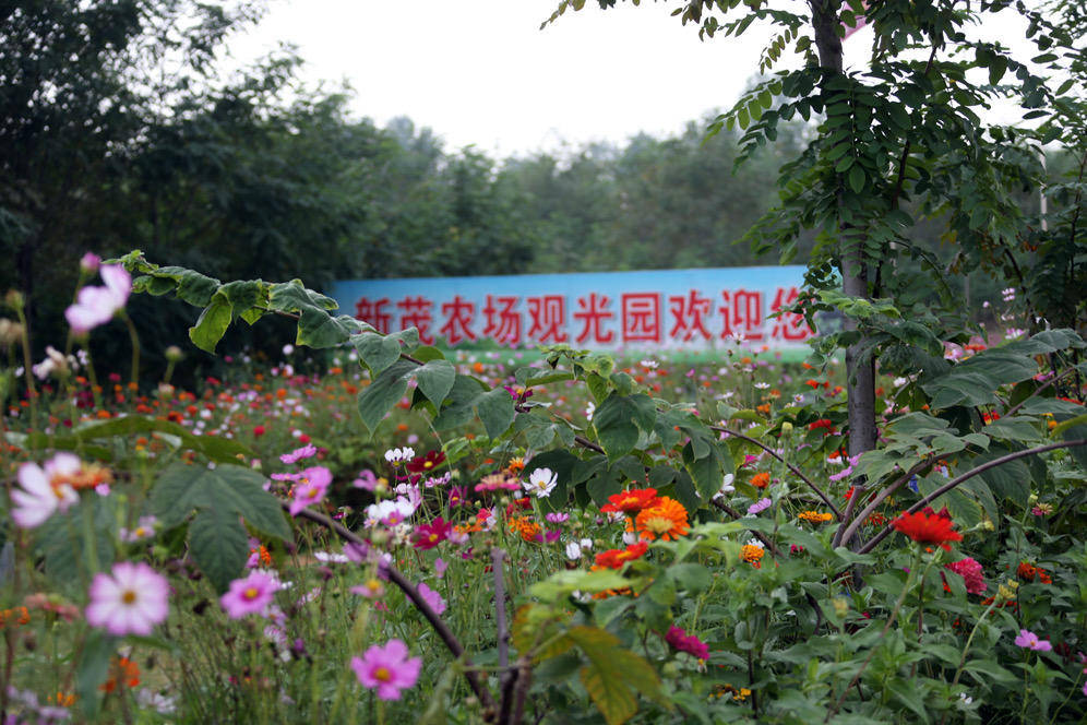 沙排|责任与荣誉并重，大荔新茂农场被“十四运沙排赛授予集体配餐基地”