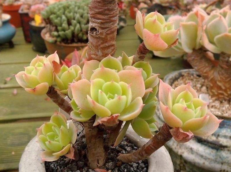 想要多肉快速长成老桩，教你一个小技巧，茎秆粗壮，新手也会养_叶子