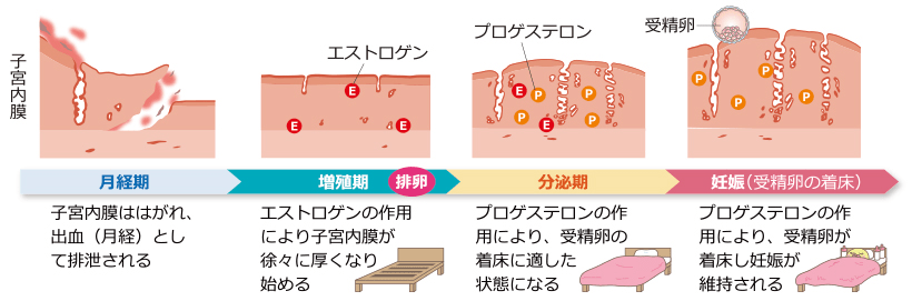 Jmt日本医疗 正确把握月经的周期对于希望怀孕的人来说很重要 卵泡 全网搜 Jmt日本医疗 正确把握月经的周期对于希望怀孕的人来说很重要 卵泡 全网搜
