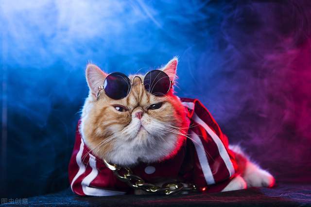 猫咪|5大热门的小猫咪，第一名你绝对想不到是谁