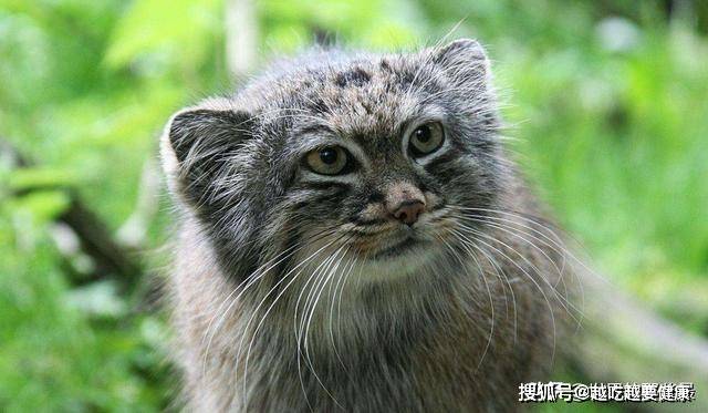 五个字的动物名字大全 a3b66b0917a8428084507d9bb757a8ea.jpeg