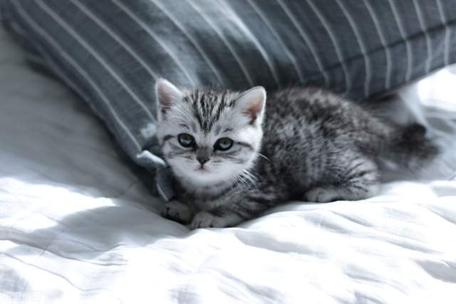 猫咪|5大热门的小猫咪，第一名你绝对想不到是谁