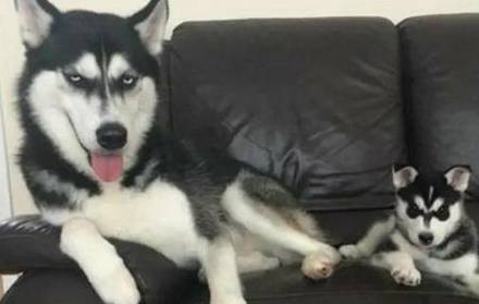 名字|二哈总是拆家，被主人派去当警犬，再也没力气拆家，笑哭主人