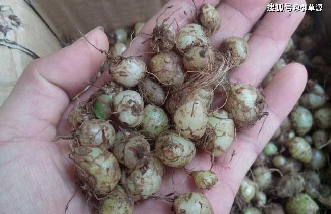 純正大別山紫花三叉大白芨科學種植成活率高御草源中藥材種植