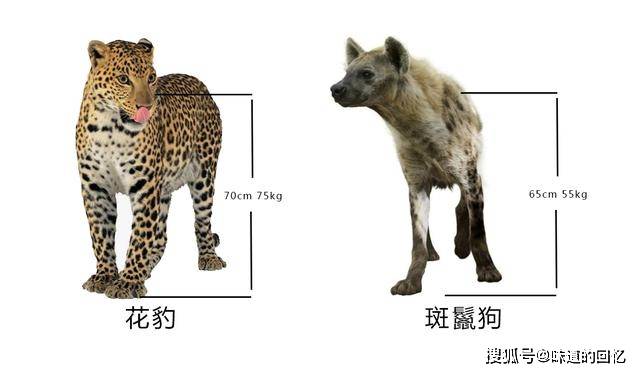 较大者甚至能够达到80千克斑鬣狗主要分布在撒哈拉沙漠以南的非洲地区