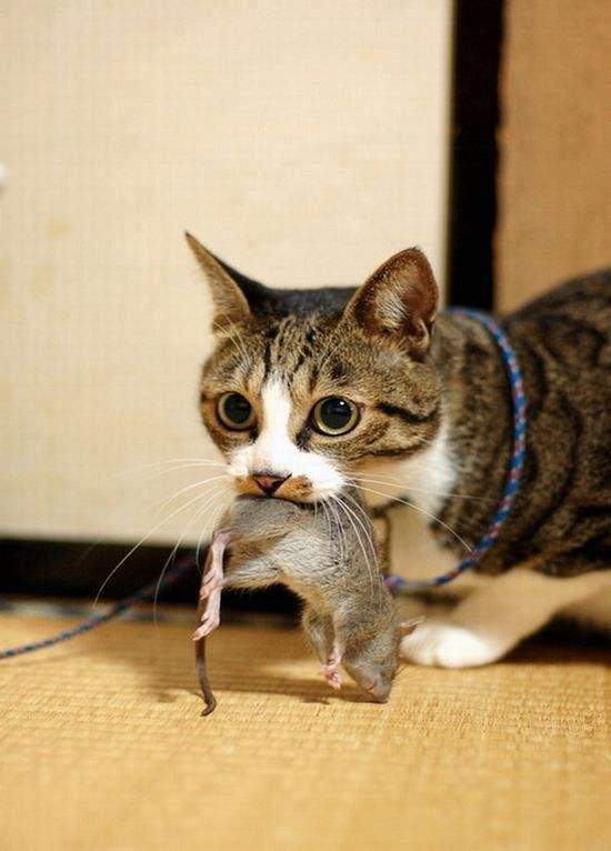 美国3种比狗狗还忠诚的家养猫,认准你就是一辈子,与人亲近招人喜欢